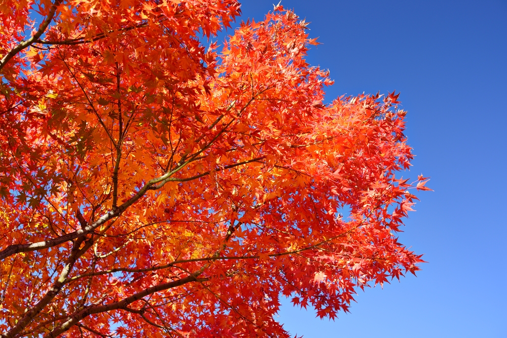 A beautiful fall tree of orange and red leaves against a blue sky.